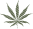 marihuana marihuana